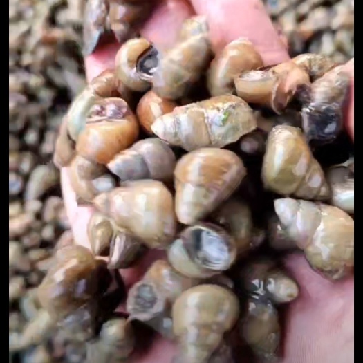 滑县青皮薄壳食用螺