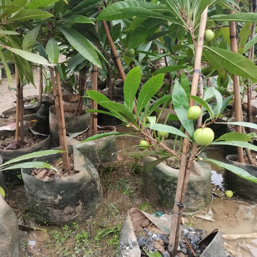 灵山县鸡蛋果苗