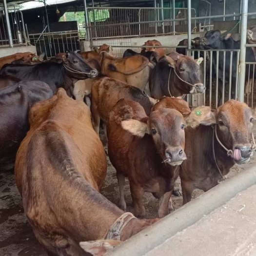 广宁县黄牛 黑牛 黄牛 水牛吃草散养 放养 生态环境 黄牛 犊养殖
