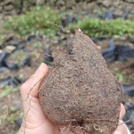 贞丰县大量出售三叶清吗，需要的老板联系