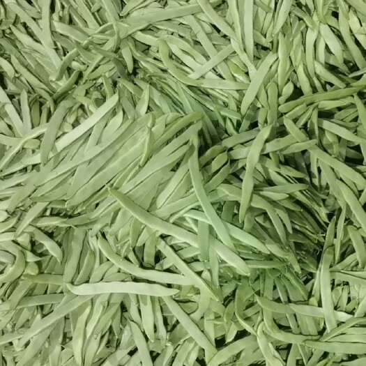 莘县扁豆绿扁豆扁靑芸豆大扁全新鲜绿直