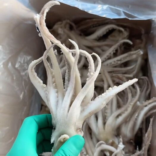 荣成市单冻鱿鱼头，规格齐全