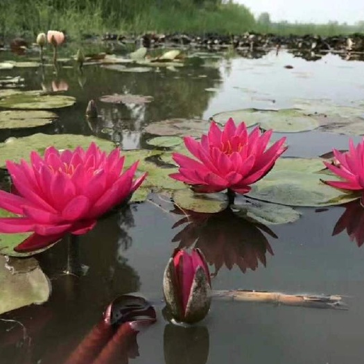 沭阳县睡莲  池塘水池 大根块 水培植物 水生根块 大花根茎包