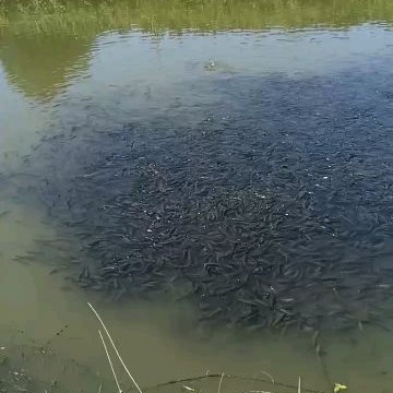 山东微山湖本地黑鱼种苗，规格齐全，成活率高，包运输，回收成品