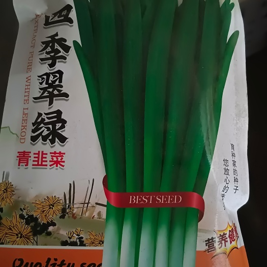 韭菜种子，头刀红根，第二刀白根，植株高约50厘米，叶片肥厚