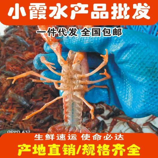 小龙虾  中青4-6