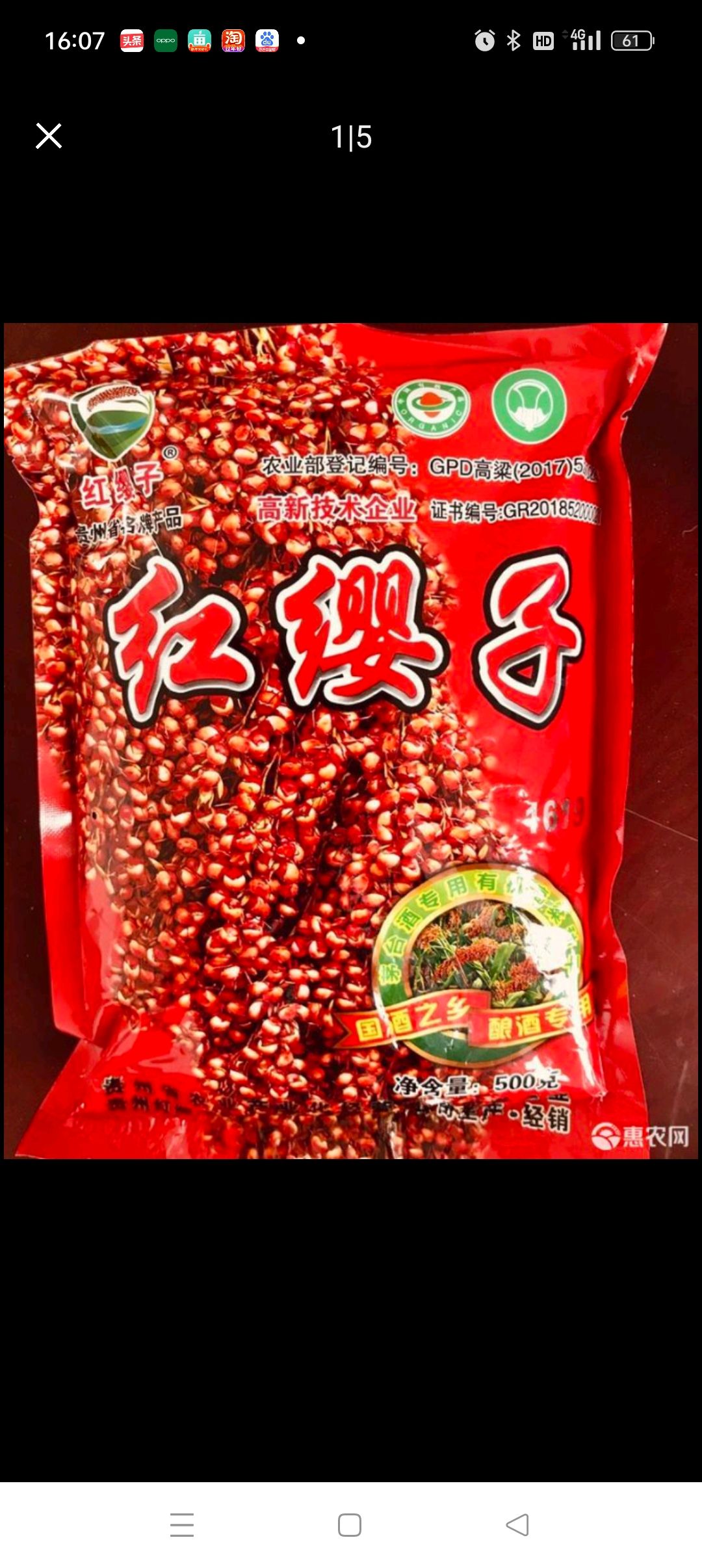 安龙县红缨子高粱种子 批发零售