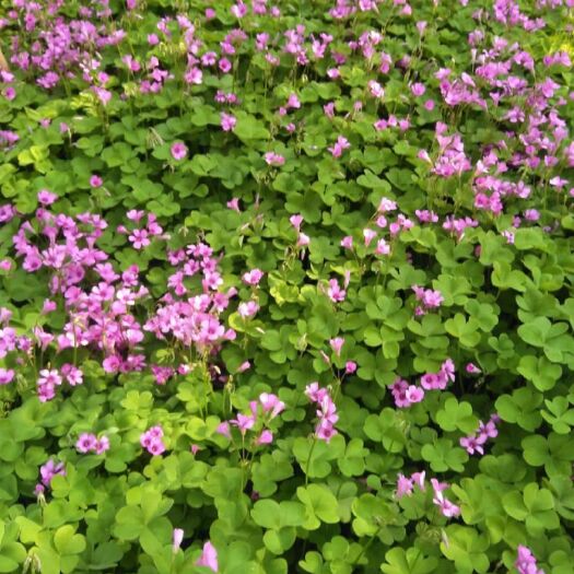 汝南县红花草基地