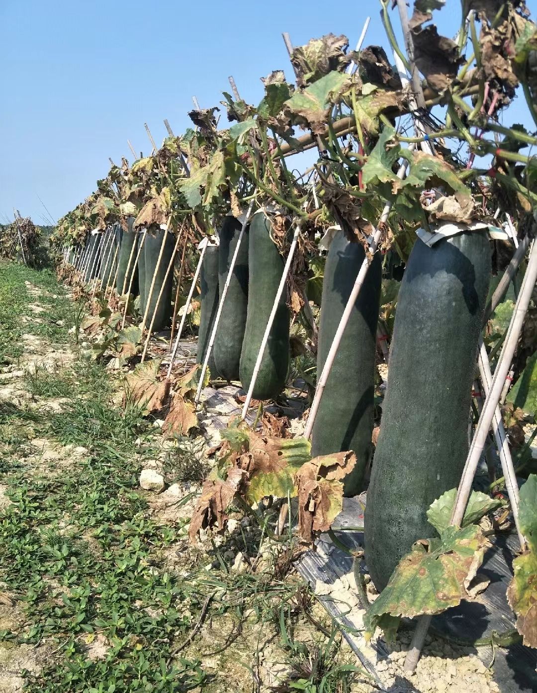 海南吊冬瓜来了，品质好，颜色靓，欢迎前来考察！！！