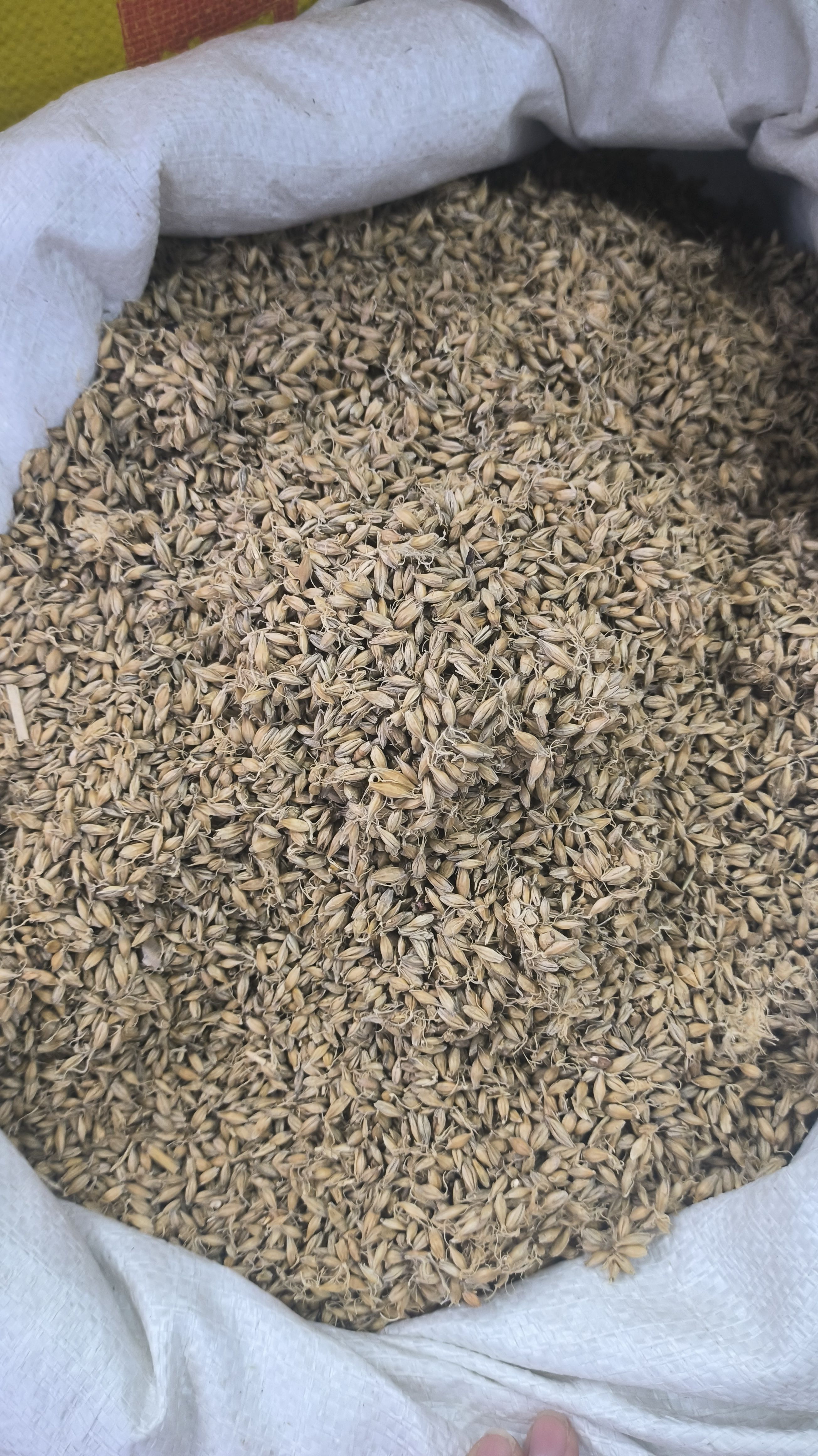 生麦芽 炒麦芽 中药材大麦芽  无硫干货 现货批发 量大从优