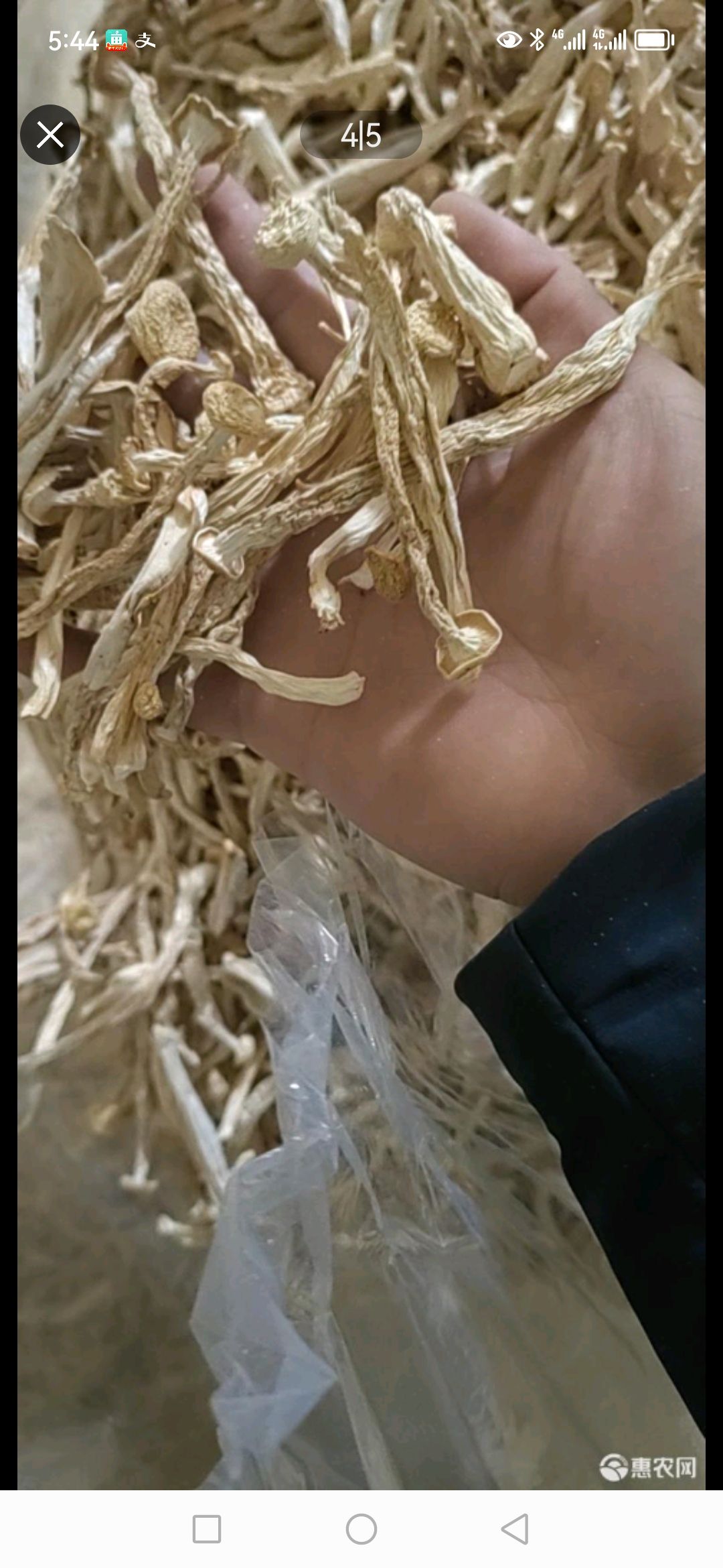古田县海鲜菇古田批发大量