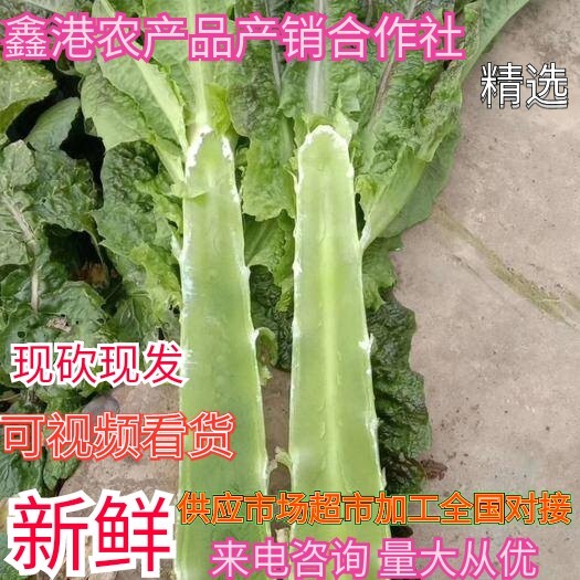 天门市湖北红叶莴苣大量上市，规格1.5到5斤左右，不空心，欢迎采购