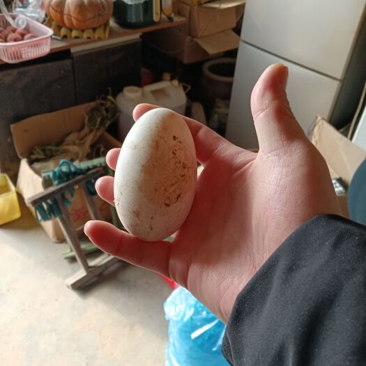 淄博山鸡蛋，乌鸡蛋，鹅蛋
