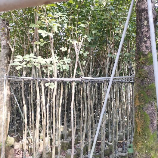 多花黄花风铃木