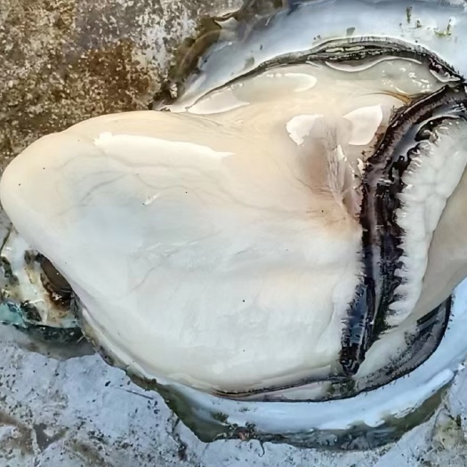 北海北海白蚝