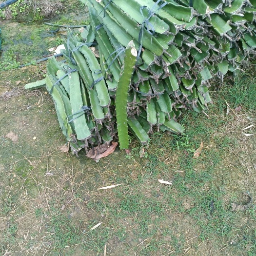 博白县桂红龙一号火龙果苗