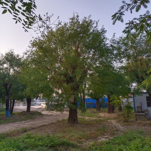 郓城县大国槐种植基地