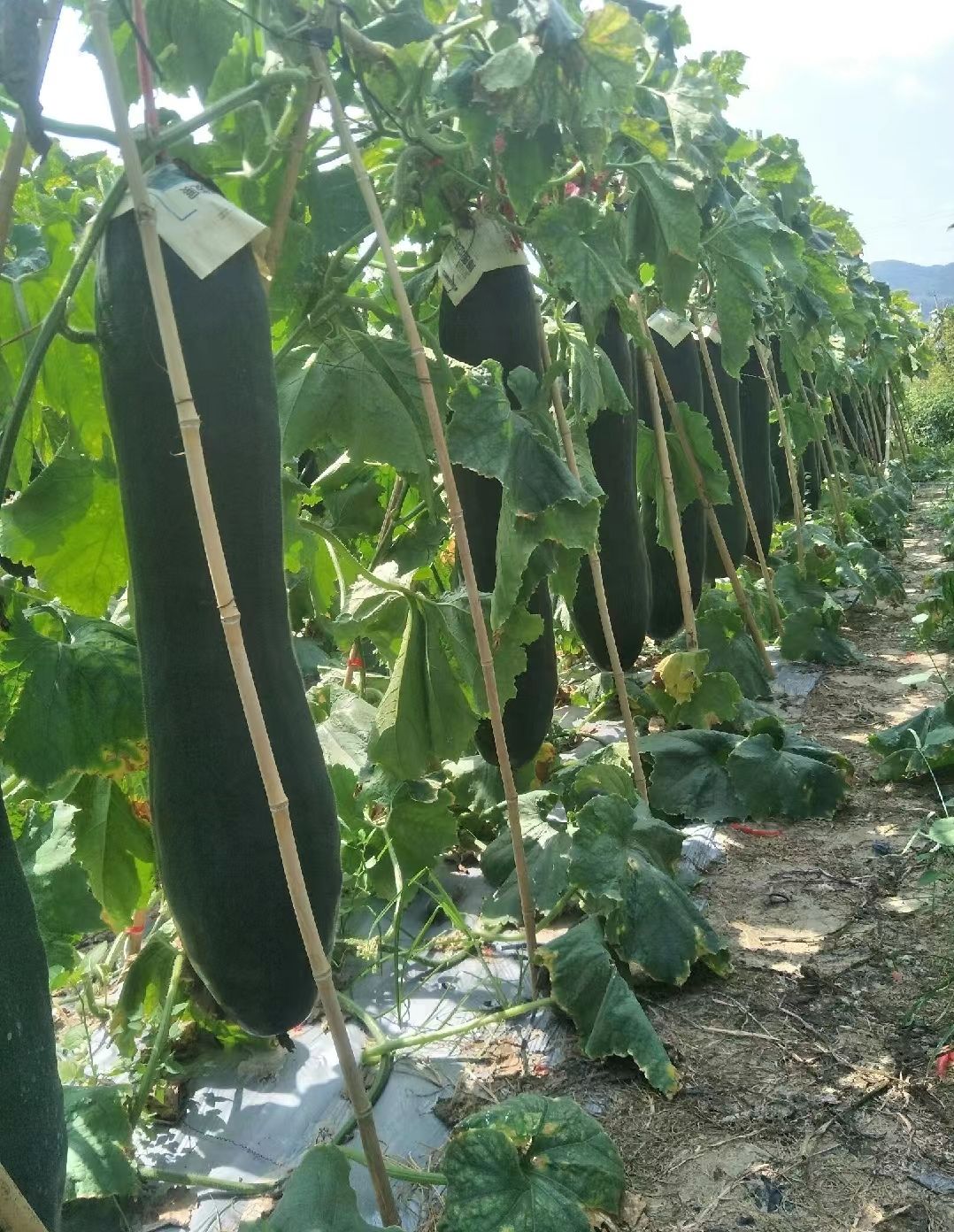 海南吊冬瓜来了，品质好，颜色靓，欢迎前来考察！！！
