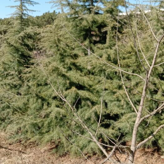 威宁县雪松，贵州毕节，威宁需要的请联系