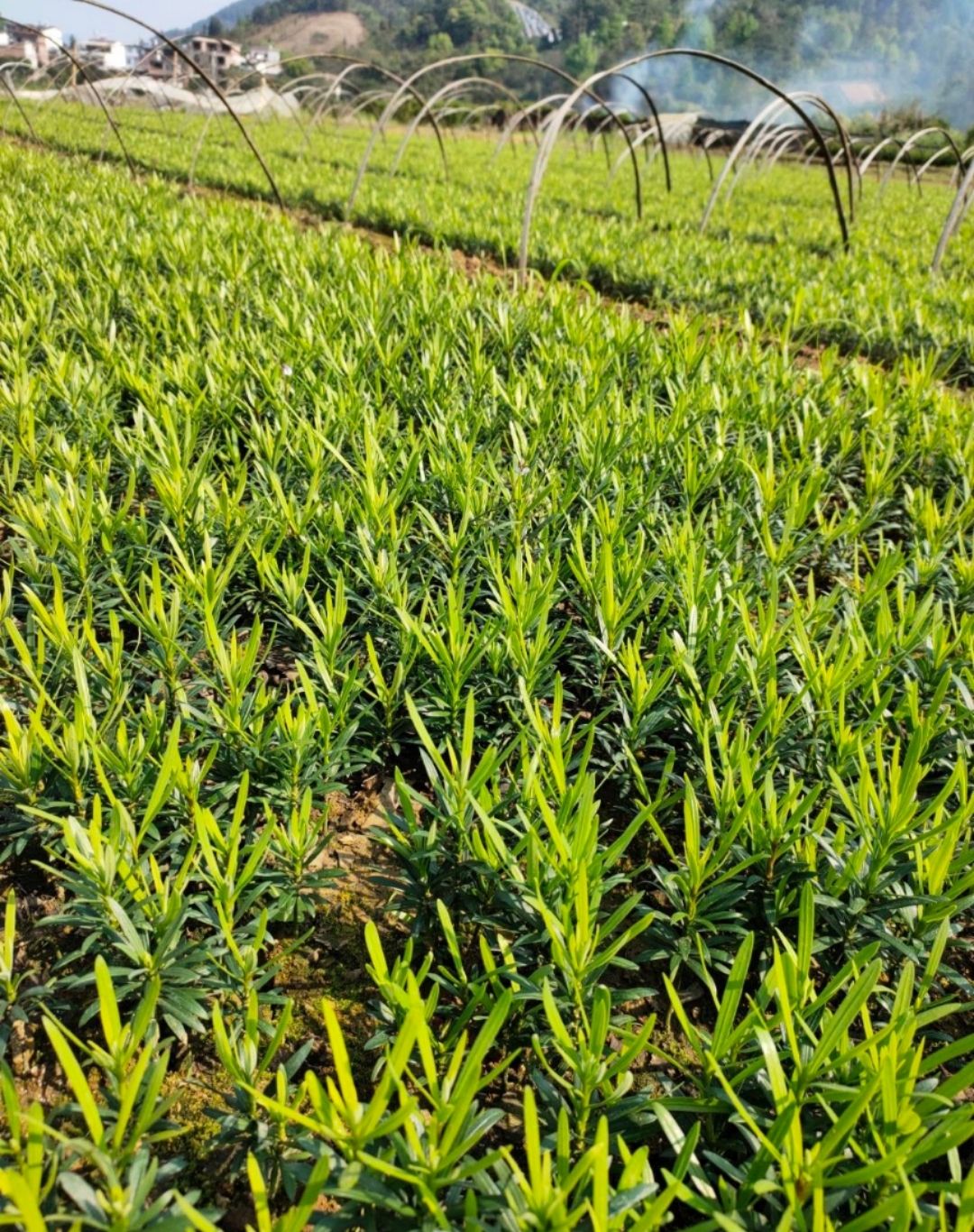 罗汉松树苗黑珍珠小米叶雀舌罗汉绿植盆栽盆景苗庭院种植四季常