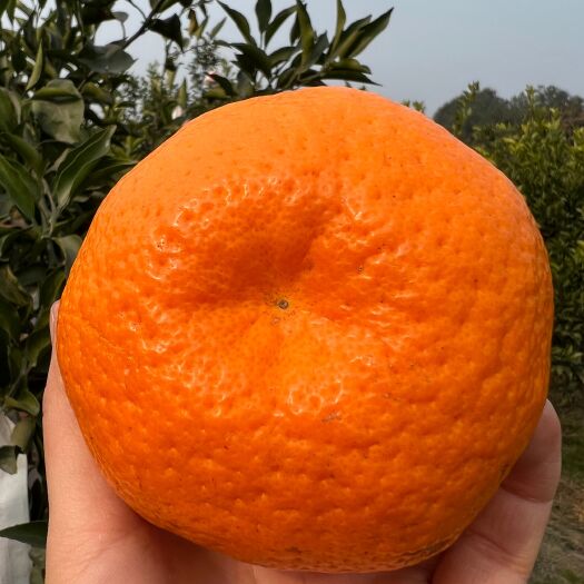 蒲江县耙耙柑