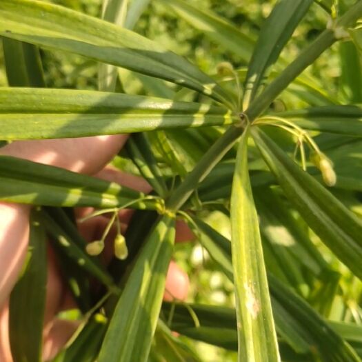 宣汉县自家种植黄精块茎种苗，四川多花不倒苗黄精，黄精芽头，黄精块茎