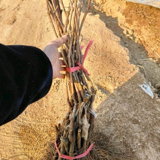 卢龙县阳光玫瑰葡萄苗