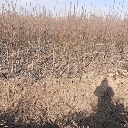 惠民县大量红富士苹果苗棵发布人张之芬