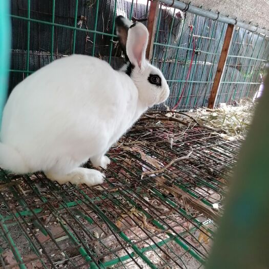 连云港8斤熊猫兔一只