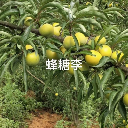 黔西市蜂糖李苗