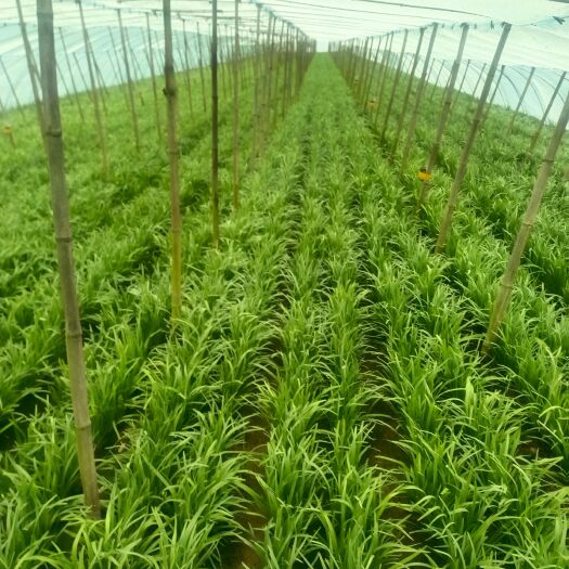 卫辉市二茬韭菜