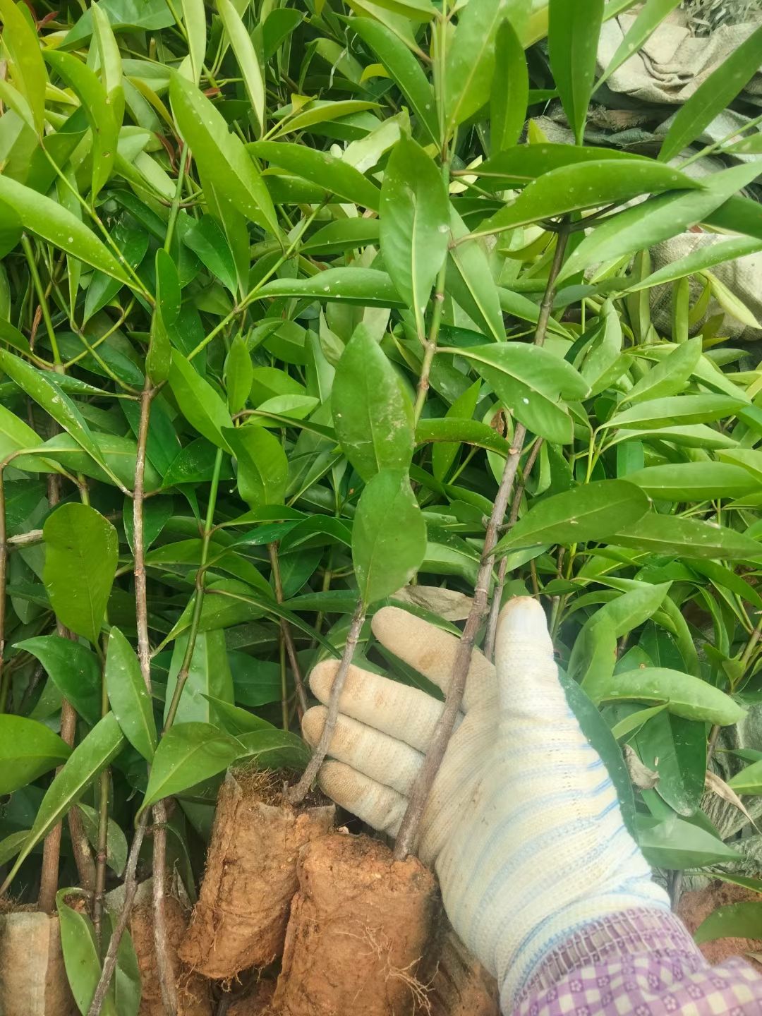 广西正宗岭南山竹罗蒙树粘芽子黄金山竹营养袋杯苗包邮