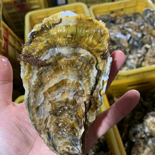 乳山市4+规格乳山生蚝 干净 净化蚝 冷链物流运输 餐饮批发合作