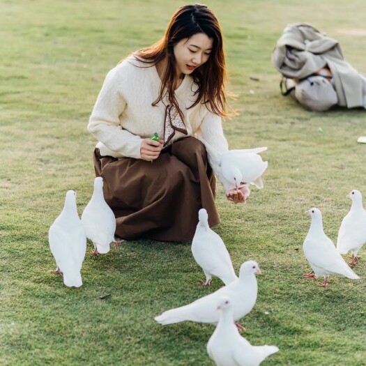 郓城县不会飞的鸽子