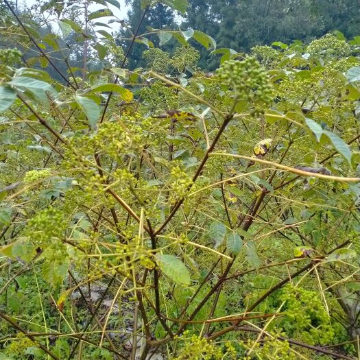 利川市中花吴茱萸利川种植点