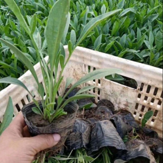 安丘市大金鸡菊