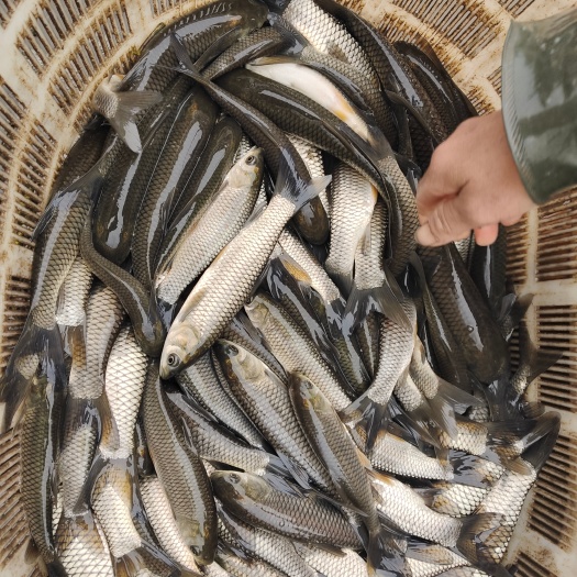 沅江市草鱼苗
