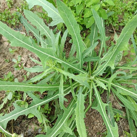临猗县蒲公英菜