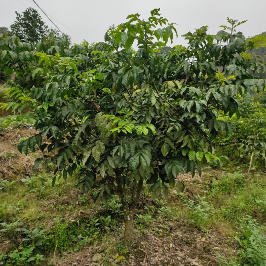 郁南县10年大鸡心黄皮果树，郁南无核黄皮果树，冰糖纯甜黄皮嫁接果树