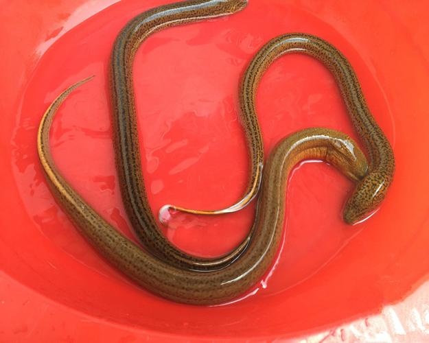 凤阳县成品黄鳝幼鳝苗\成品泥鳅泥鳅苗\稻田田间地头自然生长