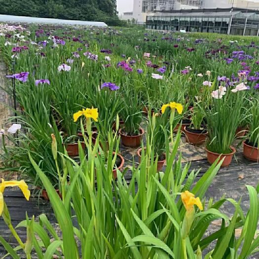 中山市2302基地供应 日本大花菖蒲 盆栽苗 混色 花色多样
