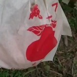 春见柑橘，新鲜采摘，水分足，果皮光滑
