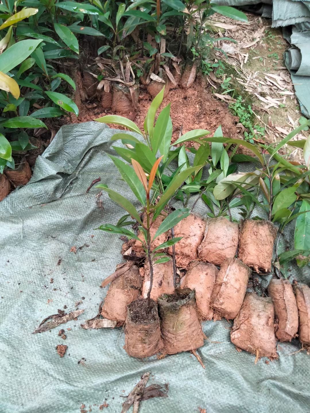 广西正宗岭南山竹罗蒙树粘芽子黄金山竹营养袋杯苗包邮