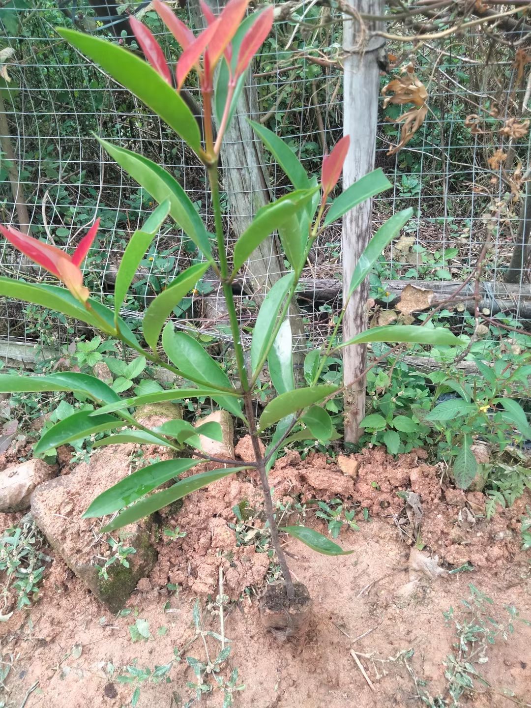 广西正宗岭南山竹罗蒙树粘芽子黄金山竹营养袋杯苗包邮