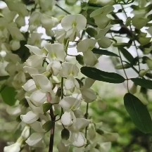 平邑县深山野生洋槐花