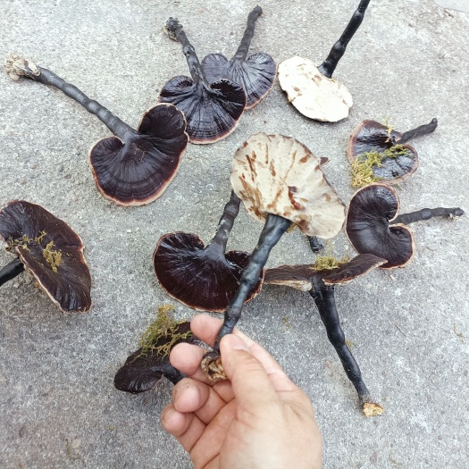 寻乌县江西产地直发紫灵芝金边灵芝带草黑灵芝半边形长柄长腿薄边味不苦