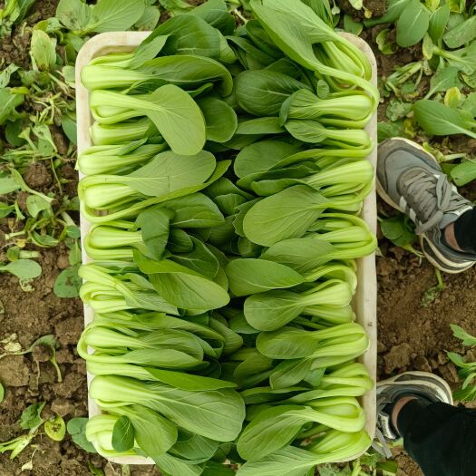 曹县上海青小白菜，产地直销，全国发货，长年大量供应