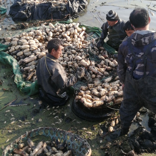 襄樊鄂莲六号商品藕，藕种