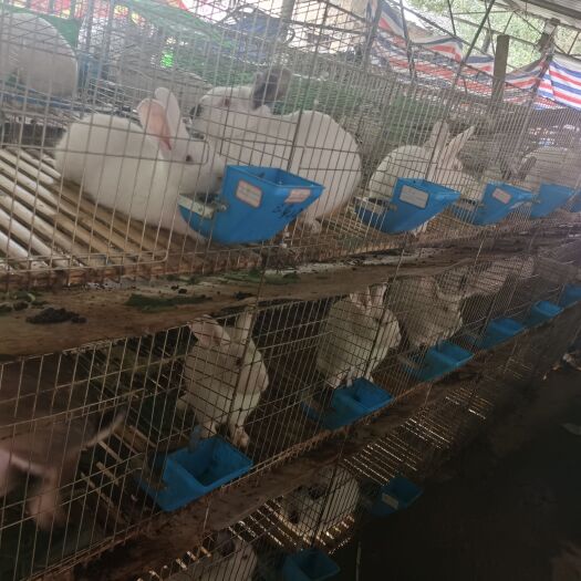 仁怀市兔子