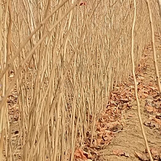 鄢陵县红花紫荆小苗